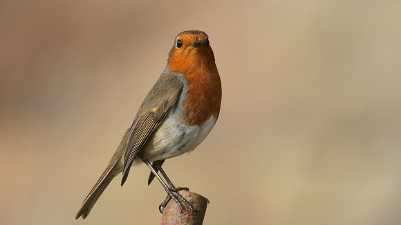 Robin, Brean, February 2017
