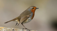 Robin, Brean, February 2017