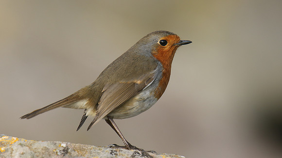 Robin, Brean, February 2017