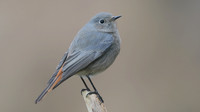 Black Redstart, Brean Down Cove, February 2017