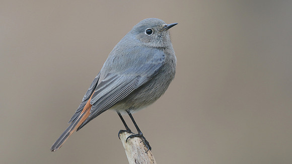 Black Redstart, Brean Down Cove, February 2017