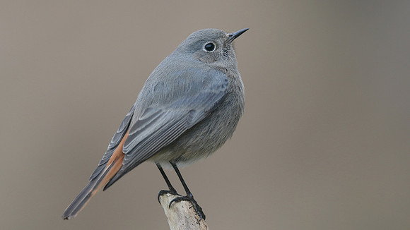 Black Redstart, Brean Down Cove, February 2017