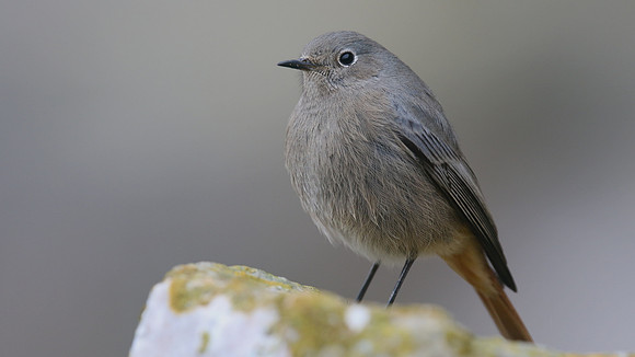 Black Redstart, Brean Down Cove, February 2017