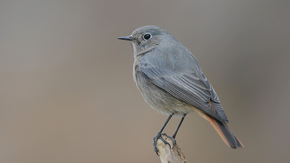 Black Redstart, Brean Down Cove, February 2017