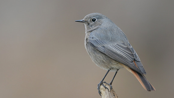 Black Redstart, Brean Down Cove, February 2017