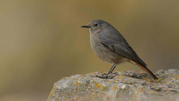 Black Redstart, Brean Down Cove, February 2017.