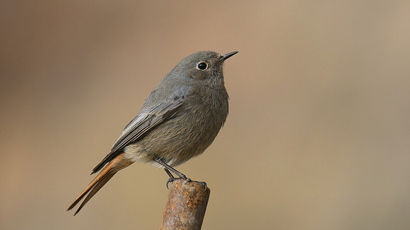 Black Redstart, Brean Down Cove, February 2017