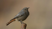 Black Redstart, Brean Down Cove, February 2017