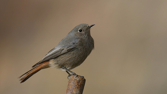 Black Redstart, Brean Down Cove, February 2017