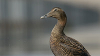 Eider Duck, Marine Lake, Weston, February 2017