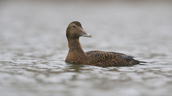 Eider Duck, Marine Lake, Weston, January 2017