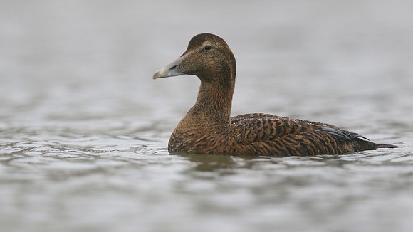 Eider Duck, Marine Lake, Weston, January 2017