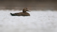 Eider Duck, Marine Lake, Weston, January 2017