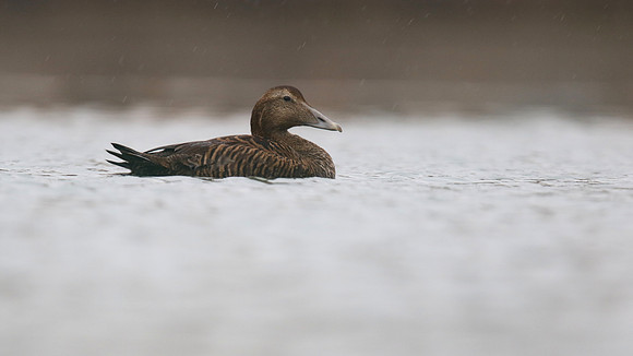 Eider Duck, Marine Lake, Weston, January 2017