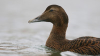 Eider Duck, Marine Lake, Weston, January 2017