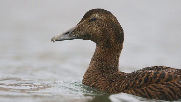 Eider Duck, Marine Lake, Weston, January 2017