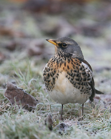 Fieldfare, Tockington, January 2017