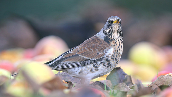 Fieldfare, Tockington, January 2017