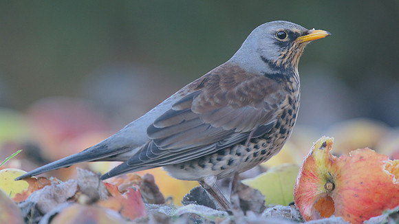 Fieldfare, Tockington, January 2017