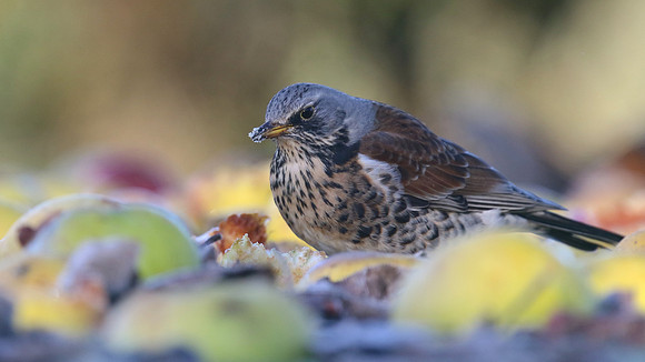 Fieldfare, Tockington, January 2017