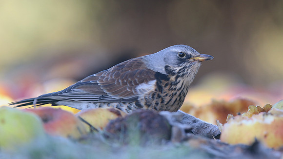 Fieldfare, Tockington, January 2017