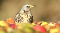 Thrushes and Chats