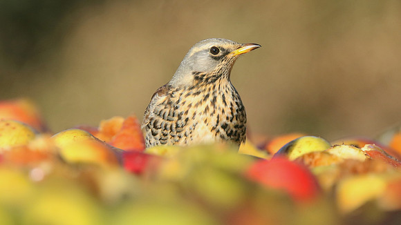 Fieldfare, Tockington, January 2017