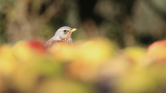 Fieldfare, Tockington, January 2017