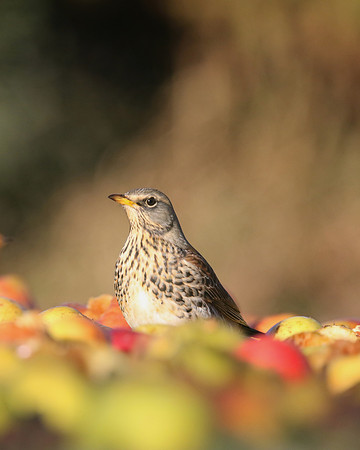 Fieldfare, Tockington, January 2017