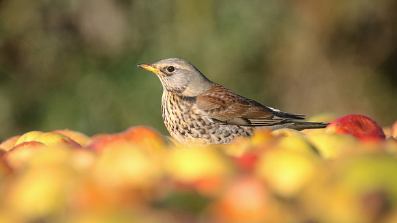 Fieldfare, Tockington, January 2017