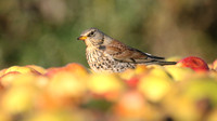 Fieldfare, Tockington, January 2017