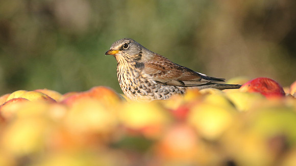Fieldfare, Tockington, January 2017