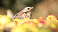 Fieldfare, Tockington, January 2017