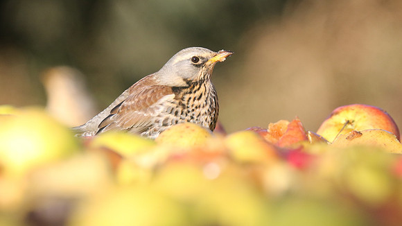 Fieldfare, Tockington, January 2017