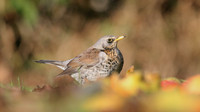 Fieldfare, Tockington, January 2017