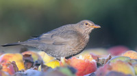 Blackbird, (Female) Tockington, January 2017