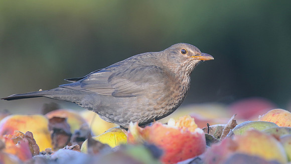 Blackbird, (Female) Tockington, January 2017