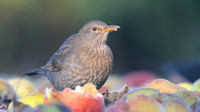 Blackbird, (Female) Tockington, January 2017