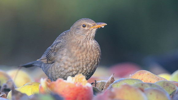 Blackbird, (Female) Tockington, January 2017