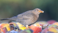 Blackbird, (Female) Tockington, January 2017