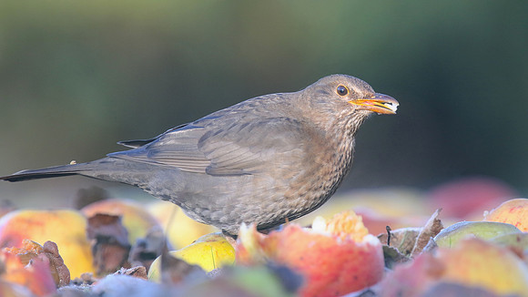 Blackbird, (Female) Tockington, January 2017
