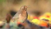 Blackbird, (Female) Tockington, January 2017.