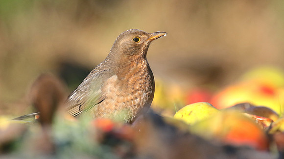 Blackbird, (Female) Tockington, January 2017.