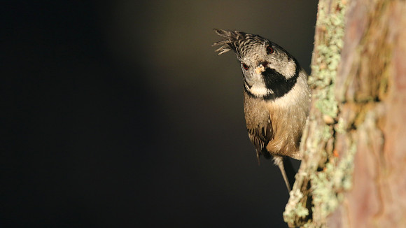 Crested Tit, Loch Garten, January 2017
