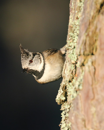 Crested Tit, Loch Garten, January 2017