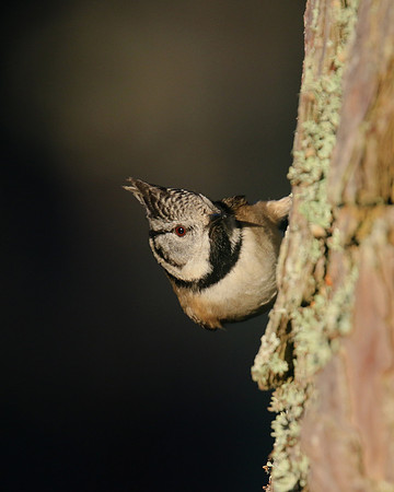 Crested Tit, Loch Garten, January 2017
