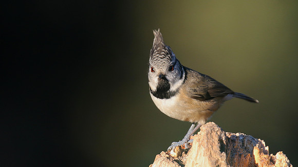 Crested Tit, Loch Garten, January 2017