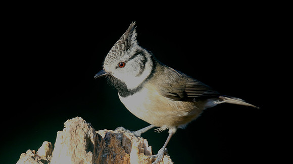 Crested Tit, Loch Garten, January 2017