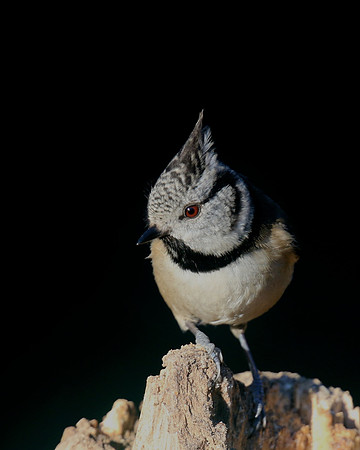 Crested Tit, Loch Garten, January 2017