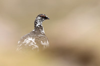 Birds of Europe